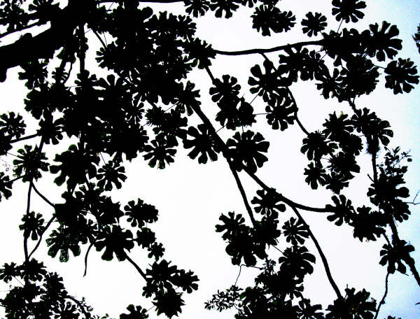 Yoruma leaves